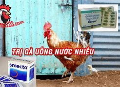 Gà Uống Nước Nhiều Là Bị Gì