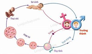 Nghiên Cứu Sinh Trưởng Phát Dục Theo Giai Đoạn Có Ý Nghĩa Gì Trong Chăn Nuôi