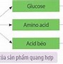 Quá Trình Quang Hợp Diễn Ra Ở Nhóm Sinh Vật Nào Sau Đây